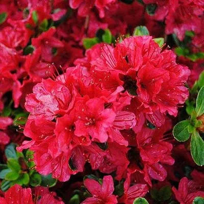 Азалия ХИНО КРИМСОН японская  Азалия ХИНО КРИМСОН японская в Белгороде