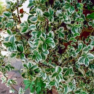 Бересклет ВАРИЕГАТУС форчуна  Бересклет ВАРИЕГАТУС форчуна в Белгороде