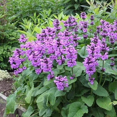 Буквица крупноцветковая  Буквица крупноцветковая в Белгороде