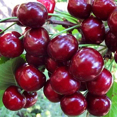 Вишня ЖУКОВСКАЯ  Вишня ЖУКОВСКАЯ в Белгороде