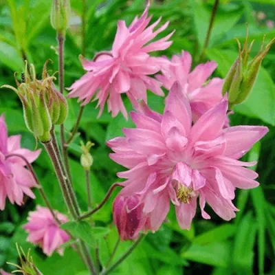 Аквилегия БАРЛОУ ПИНК гибрид МакКаны — описание сорта Аквилегия БАРЛОУ ПИНК гибрид МакКаны в Белгороде