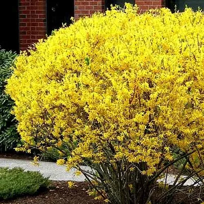 Форзиция ЛИНВУД  Форзиция ЛИНВУД в Белгороде