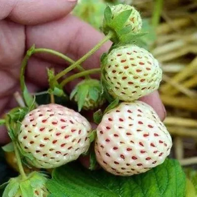 Клубника АНАНАСА ремонтантная — описание сорта Клубника АНАНАСА ремонтантная в Белгороде