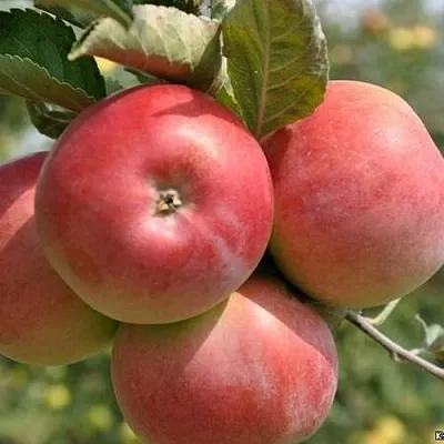 Яблоня ВЭМ-РОЗОВЫЙ  Яблоня ВЭМ-РОЗОВЫЙ в Белгороде