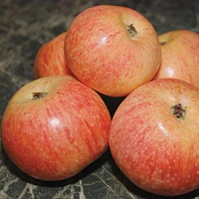 Яблоня КОНФЕТНОЕ  Яблоня КОНФЕТНОЕ в Белгороде