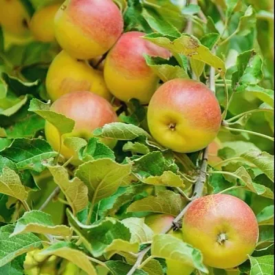 Яблоня ПАМЯТЬ БЛЫНСКОГО колонновидная в Белгороде