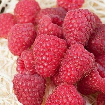 Малина МАРАСТАР  Малина МАРАСТАР в Белгороде