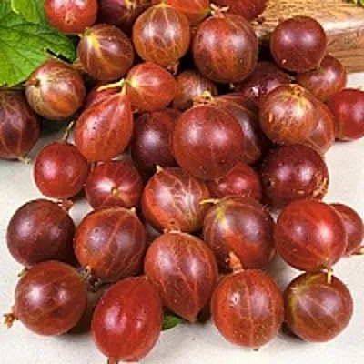 Крыжовник ОЛАВИ (ХИННОНМАЕН ПУНАЙНЕН) в Белгороде