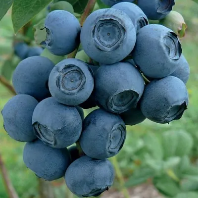 Голубика РУБЕЛ  Голубика РУБЕЛ в Белгороде