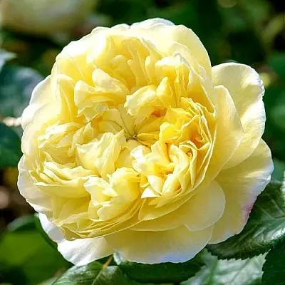 Саженцы роз ЧАРЛЬЗ ДАРВИН английская  Саженцы роз ЧАРЛЬЗ ДАРВИН английская в Белгороде