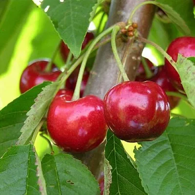 Черешня 15-26-5  Черешня 15-26-5 в Белгороде