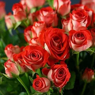 Саженцы роз ЗОДИАК спрей в Белгороде