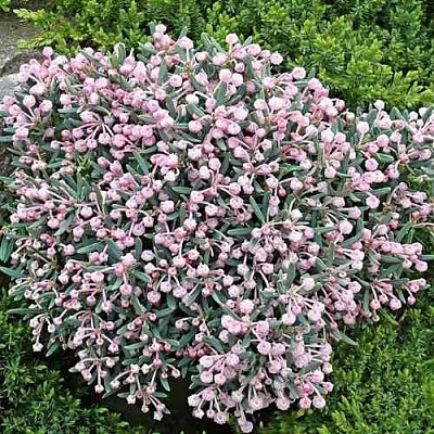 Андромеда БЛЮ АЙС многолистная  Андромеда БЛЮ АЙС многолистная в Белгороде