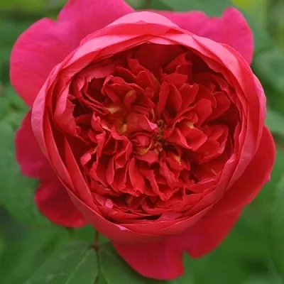 Саженцы роз БЕНДЖАМИН БРИТТЕН шраб  Саженцы роз БЕНДЖАМИН БРИТТЕН шраб в Белгороде