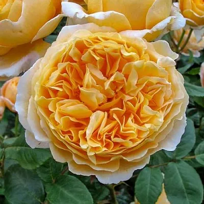 Саженцы роз БЕАТРИС английская  Саженцы роз БЕАТРИС английская в Белгороде