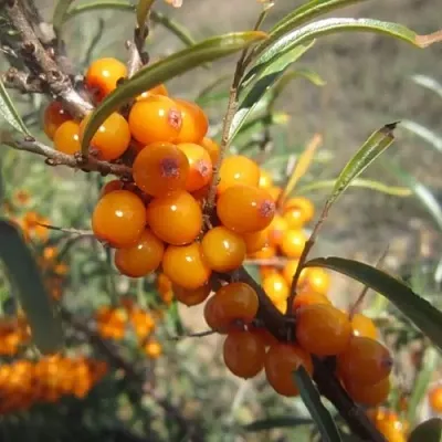 Облепиха СУДАРУШКА в Белгороде