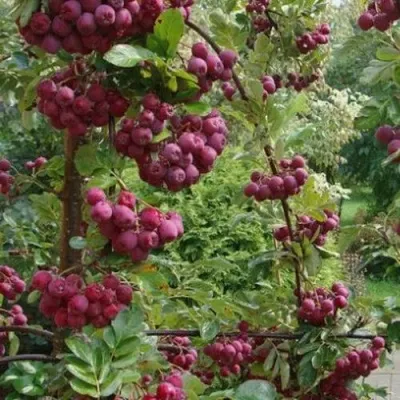 Рябина ДЕСЕРТНАЯ МИЧУРИНА сладкоплодная — описание сорта Рябина ДЕСЕРТНАЯ МИЧУРИНА сладкоплодная в Белгороде