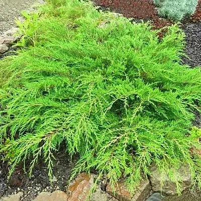 Микробиота ЯКОБСЕН перекрестнопарная в Белгороде