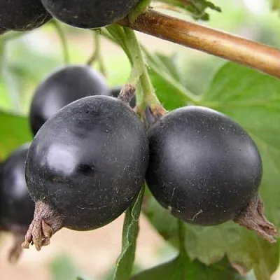 ЙОШТА  ЙОШТА в Белгороде