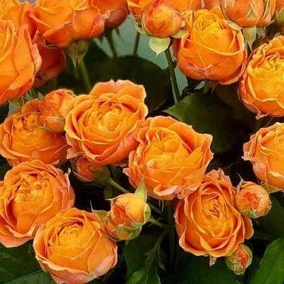 Саженцы роз КОРАЛ БАБЛС спрей в Белгороде