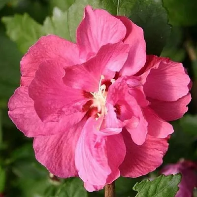 Гибискус ДЮК ДЕ БРАБАНТ сирийский   Гибискус ДЮК ДЕ БРАБАНТ сирийский  в Белгороде