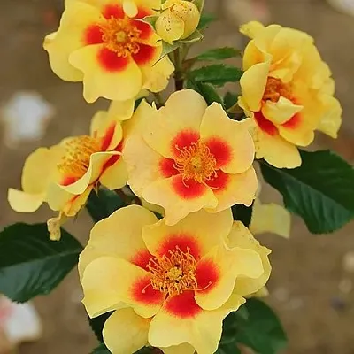 Саженцы роз АЙ ОФ ЗЕ ТАЙГЕР флорибунда в Белгороде