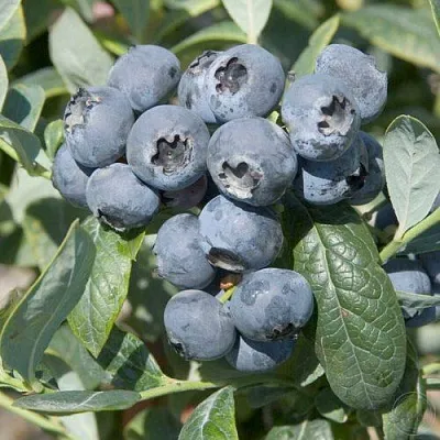 Голубика БРИГИТТА  Голубика БРИГИТТА в Белгороде