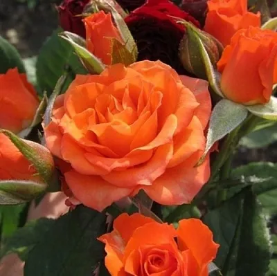 Саженцы роз АЛЕГРИЯ спрей  Саженцы роз АЛЕГРИЯ спрей в Белгороде