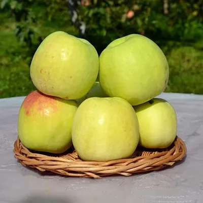 Яблоня БИРСКОЕ ГРУШЕВОЕ (БИЧИК) в Белгороде