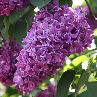 Сирень КАПИТАН ГАСТЕЛЛО  Сирень КАПИТАН ГАСТЕЛЛО в Белгороде