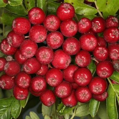 Рябина РУБИНОВАЯ сладкоплодная  Рябина РУБИНОВАЯ сладкоплодная в Белгороде