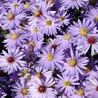 Астра БЛЮ ХЕВЕН сердцелистная  Астра БЛЮ ХЕВЕН сердцелистная в Белгороде