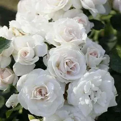 Саженцы роз АСПИРИН флорибунда в Белгороде