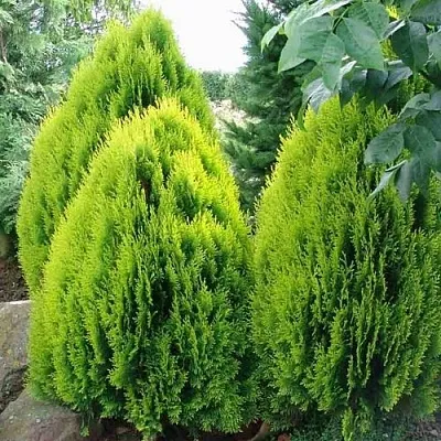 Туя восточная в Белгороде