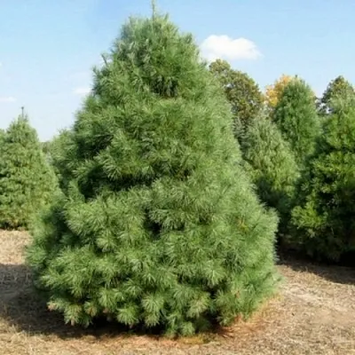 Сосна ВЕЙМУТОВА  Сосна ВЕЙМУТОВА в Белгороде