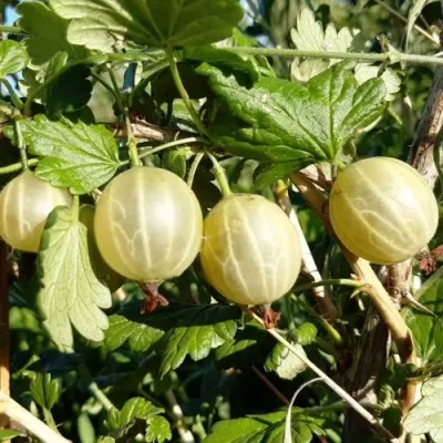 Крыжовник БЕЛОРУСCКИЙ САХАРНЫЙ 2 — описание сорта Крыжовник БЕЛОРУСCКИЙ САХАРНЫЙ 2 в Белгороде