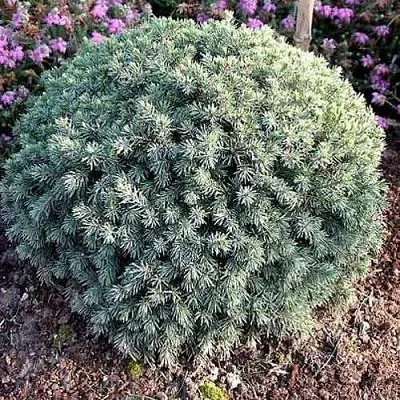 Ель ЭХИНИФОРМИС сизая  Ель ЭХИНИФОРМИС сизая в Белгороде