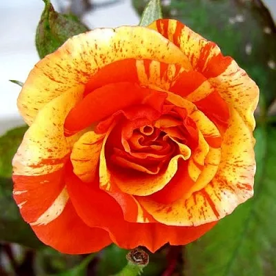 Саженцы роз АПЕЛЬСИН И ЛИМОН флорибунда в Белгороде