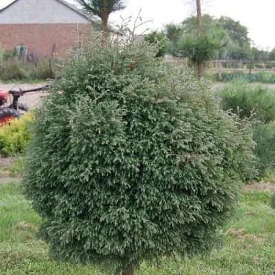 Туя вересковидная  Туя вересковидная в Белгороде