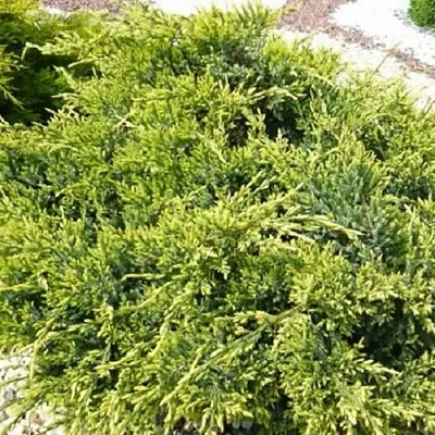 Можжевельник ГОЛД СТАР средний в Белгороде