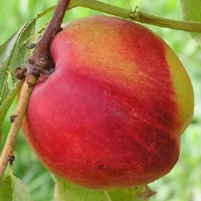 Нектарин СТАРК РЕД ГОЛД — описание сорта Нектарин СТАРК РЕД ГОЛД в Белгороде