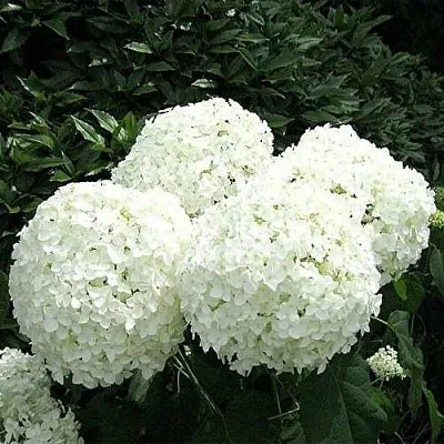 Гортензия АННАБЕЛЬ древовидная  Гортензия АННАБЕЛЬ древовидная в Белгороде