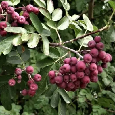 Рябина ДЕСЕРТНАЯ МИЧУРИНА сладкоплодная — описание сорта Рябина ДЕСЕРТНАЯ МИЧУРИНА сладкоплодная в Белгороде