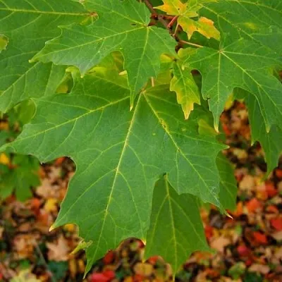 Клен сахарный  Клен сахарный в Белгороде