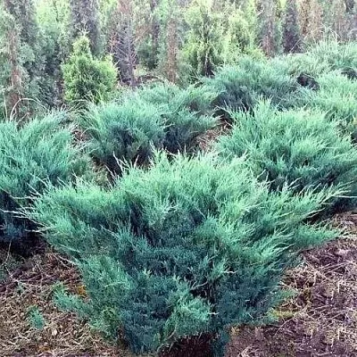 Можжевельник БЛЮ ДАНУБ казацкий  Можжевельник БЛЮ ДАНУБ казацкий в Белгороде