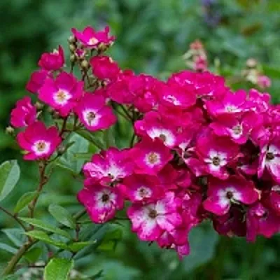 Саженцы роз МАРДЖОРИ ФЕЙР полиантовая  Саженцы роз МАРДЖОРИ ФЕЙР полиантовая в Белгороде