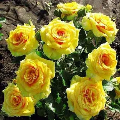 Саженцы роз САН СИТИ спрей в Белгороде