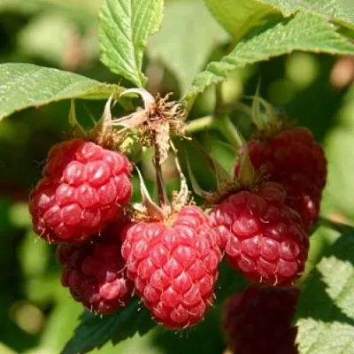 Саженцы малины ремонтантной Полька Саженцы малины ремонтантной Полька