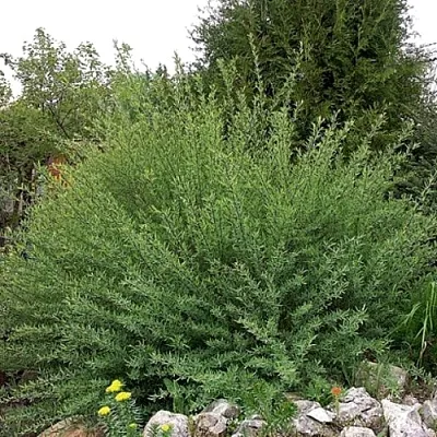 Ива НАНА  пурпурная   Ива НАНА  пурпурная  в Белгороде