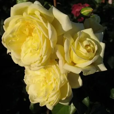 Саженцы роз КАЗИНО плетистая  Саженцы роз КАЗИНО плетистая в Белгороде